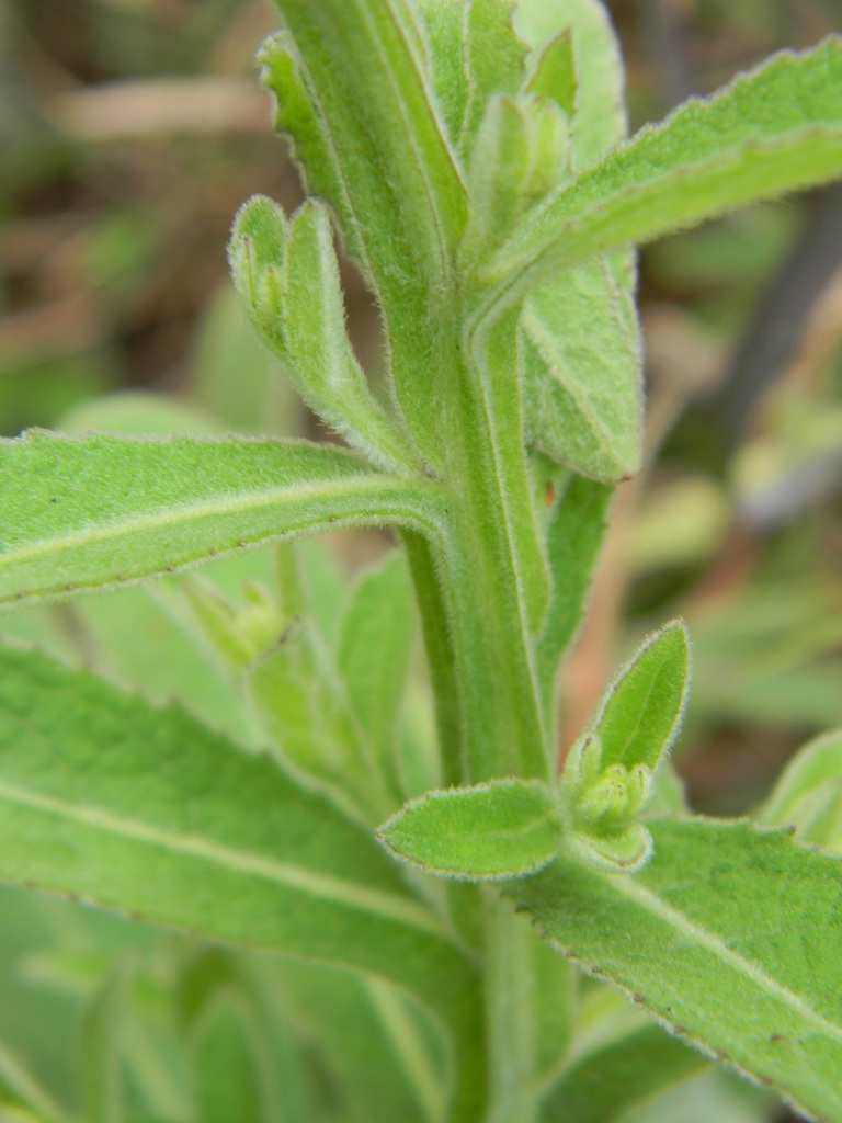 Laggera eFlora of India